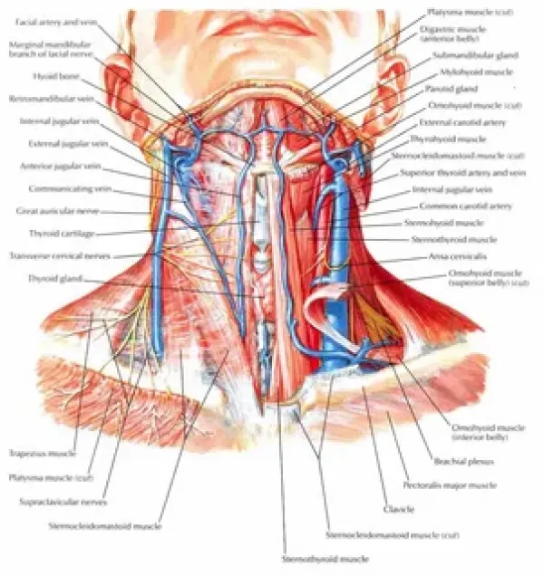 Boyun anatomisi